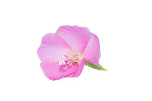 rosa dombeya blomma på vit jord. foto