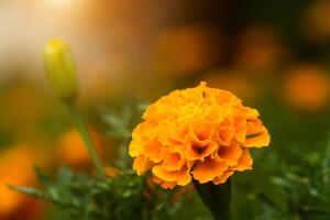 orange ringblommor blomma i de trädgård. foto