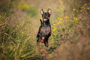 glad hund miniatyr pinscher ras hoppa i gräset på en solig dag foto