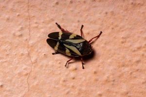 vuxen froghopper insekt foto