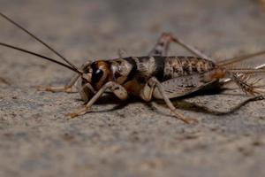 liten fältcricket foto