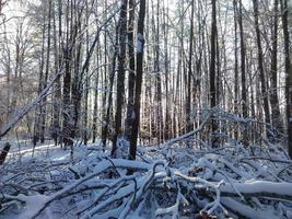 tidigt vinterlandskap, träd är täckta med rimfrost foto