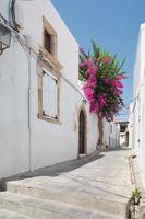 vacker vit gata i lindos med ett rosa bougainvillea -träd, Rhodos, Grekland foto