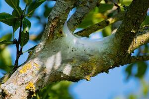 bo av larver sett i en frukt träd, eventuellt de lakej fjäril, malacosom neustria, lepidoptera foto
