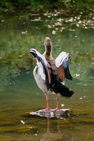 egyptisk gås stående på en sten i en sjö i dess naturlig livsmiljö, alopochen aegyptiaca foto