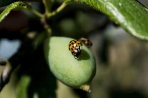 nyckelpiga och larv på en plommon, coccinella septempunctata, coccinellidae foto