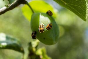 nyckelpiga larv på en plommon träd, coccinella septempunctata, coccinellidae foto