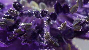 närbild av bubblor på yta av kronblad av vatten. stock antal fot. skön bubblor på kronblad och ståndare av blomma. ljus blomma med bubblor under klar vatten foto