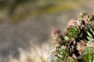 sempervivum tectorum, allmänning huslök. perenn växt växande i blomma pott. sempervivum i natur. leva föralltid växt, saftig. foto