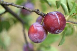 vild plommon träd i ett fruktträdgård i Frankrike i sommar. blå och violett plommon i trädgård, prunus domestica foto