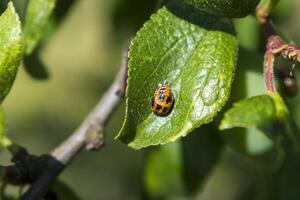 nyckelpiga larv på en plommon träd, coccinella septempunctata, coccinellidae foto