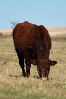 skön brun ko äter gräs i en bete foto