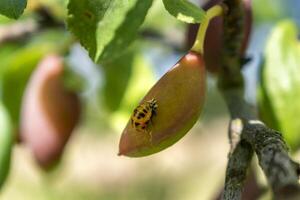 nyckelpiga larv på en plommon träd, coccinella septempunctata, coccinellidae foto