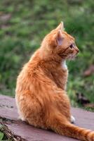 söt ingefära kattunge med gul ögon utomhus- scen i en bruka foto