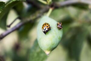 nyckelpiga och larv på en plommon, coccinella septempunctata, coccinellidae foto