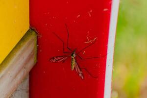 mygga vilar i de skugga utomhus, diptera, culicidae foto