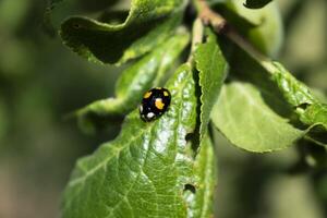 asiatisk nyckelpiga på en plommon blad, coccinella septempunctata, coccinellidae foto