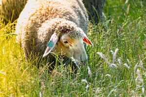 besättning av ung lamm betning de färsk grön äng på en solig dag foto