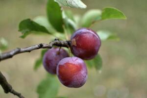 vild plommon träd i ett fruktträdgård i Frankrike i sommar. blå och violett plommon i trädgård, prunus domestica foto