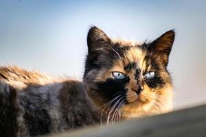 skön kalikå katt med blå ögon Sammanträde i de trädgård med solsken foto