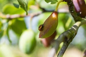 nyckelpiga larv på en plommon träd, coccinella septempunctata, coccinellidae foto