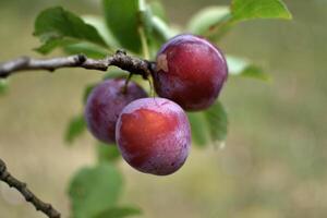 vild plommon träd i ett fruktträdgård i Frankrike i sommar. blå och violett plommon i trädgård, prunus domestica foto