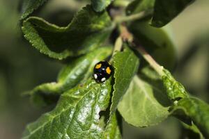 asiatisk nyckelpiga på en plommon blad, coccinella septempunctata, coccinellidae foto