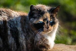 skön kalikå katt med blå ögon Sammanträde i de trädgård med solsken foto
