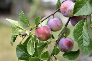 vild plommon träd i ett fruktträdgård i Frankrike i sommar. blå och violett plommon i trädgård, prunus domestica foto