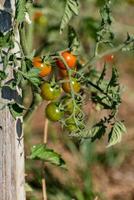 röd och grön körsbär tomater växande i ekologisk trädgård på trä- insats med biologiskt nedbrytbar länk foto