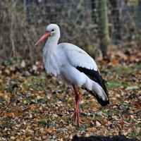 en se av en vit stork foto