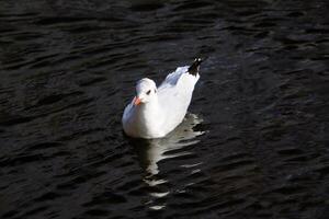 en se av en svart headed mås i de vatten foto