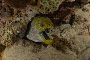 moray ål mooray lycodontis undulatus i Röda havet, eilat israel foto