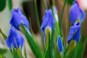 lila blommor iris i trädgård. foto