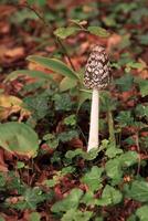 skata bläcklock svamp - coprinopsis picacea foto