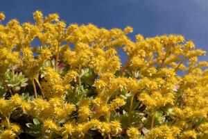 de blomma av sedum palmeri foto