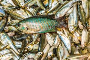 annorlunda typer av bangladeshiska små inhemsk fisk foto