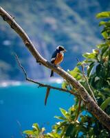 ai generativ rackettailed treepie crypsirina temia koppla av i natur foto