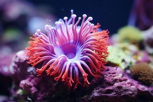 ai genererad under vattnet skön färgrik dans rev anemon grupp korall tropisk djur- anemonfisk natur salt vatten fisk tank akvarium. ekologi snorkel dykning ekosystem miljö- spara planet foto