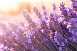 ai genererad sydlig Frankrike Italien lavendel- provence fält blomning violett blommor aromatisk lila örter växter natur skönhet parfym arom sommar trädgård blomma botanisk doft doft äng foto