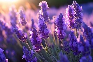 ai genererad sydlig Frankrike Italien lavendel- provence fält blomning violett blommor aromatisk lila örter växter natur skönhet parfym arom sommar trädgård blomma botanisk doft doft äng foto