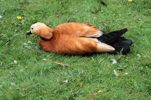 en närbild av en röd shelduck foto