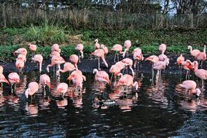 utsikt över en flamingo foto