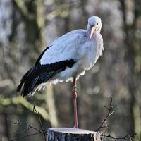 en se av en vit stork foto