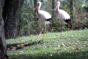 en närbild av en vit stork foto