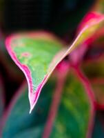 vacker färg på blad av aglaonema 'siam aurora' tropisk krukväxt foto