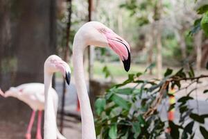 huvud av flamingo foto