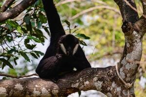 gibbon klättrande på de träd foto