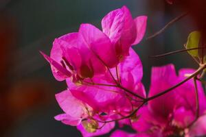 närbild Foto av skön blommor