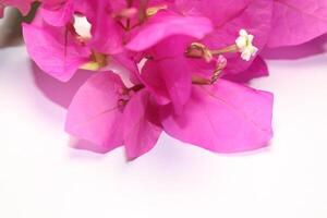 närbild Foto av skön blommor